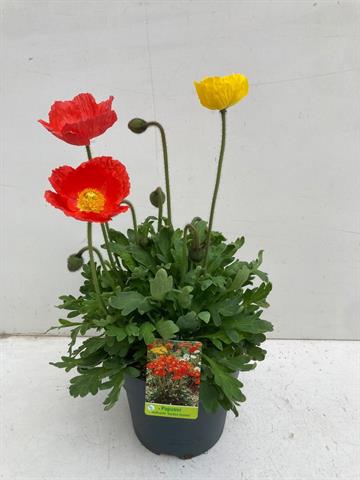 image produit PAPAVER NUDICAULE GARTENZWERG