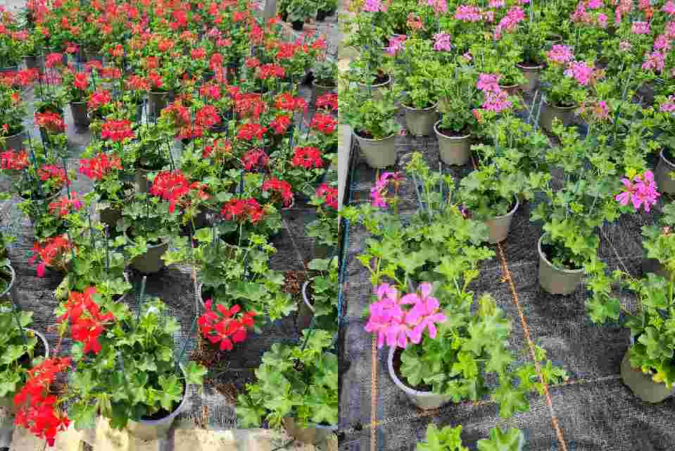 image produit PELARGONIUM