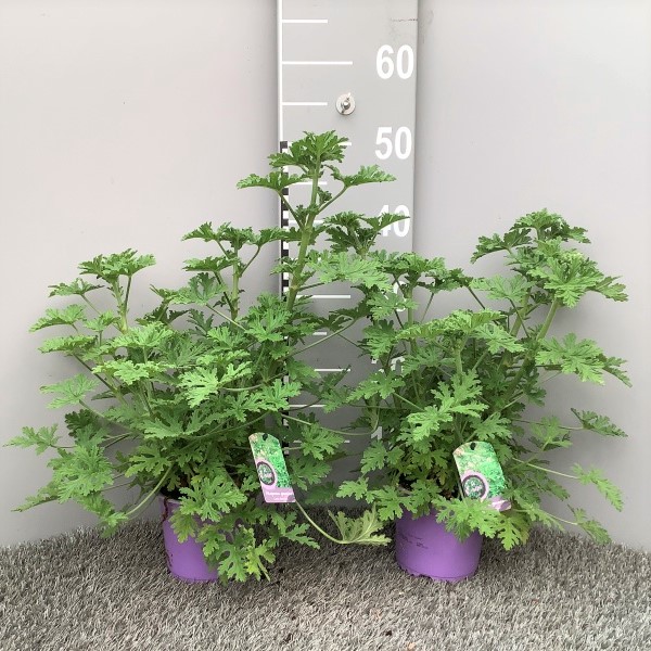 image produit PELARGONIUM D13 MELANGE ODORAN