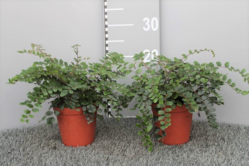 image produit PELLAEA ROTUNDIFOLIA D13