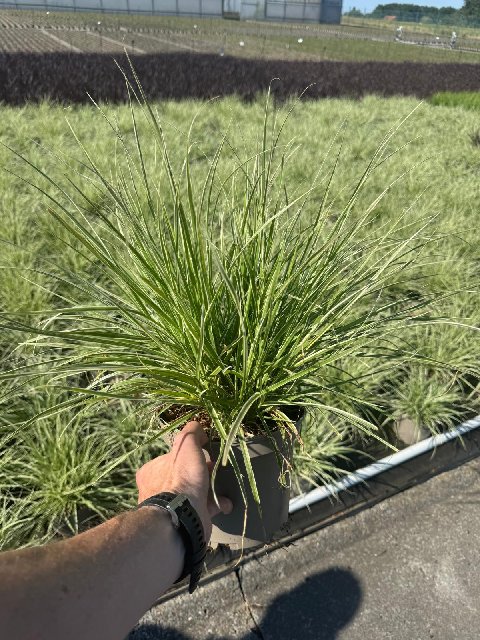 image produit PENNISETUM ADVENA 'SKY ROCKET'
