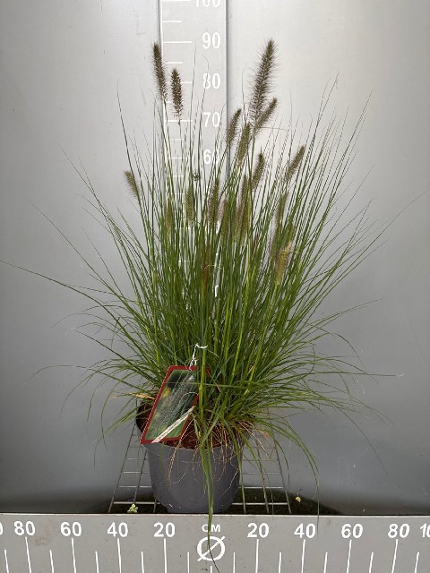 image produit PENNISETUM ALOPECUROIDES 'HAME