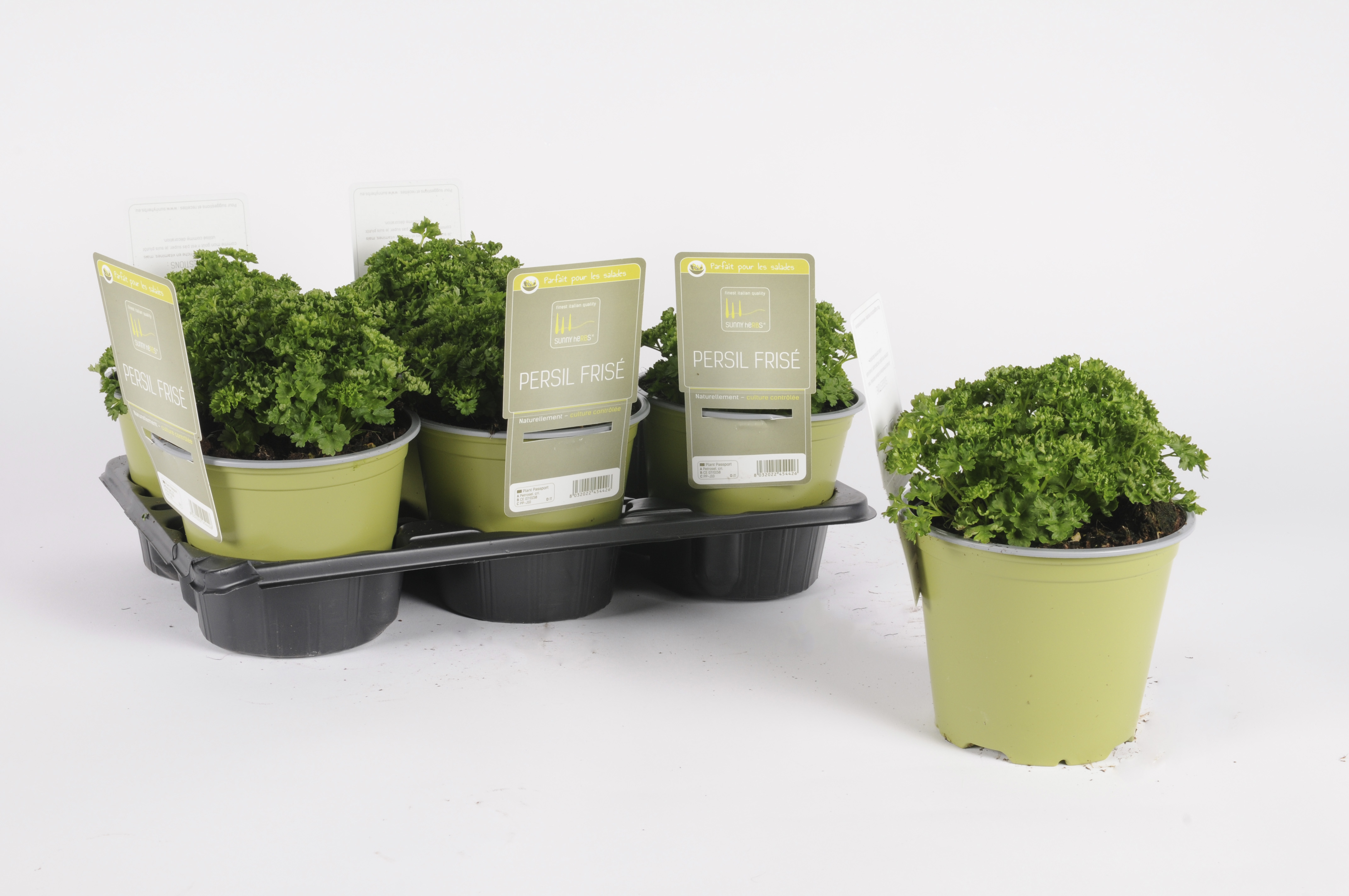 image produit PERSIL FRISE D14