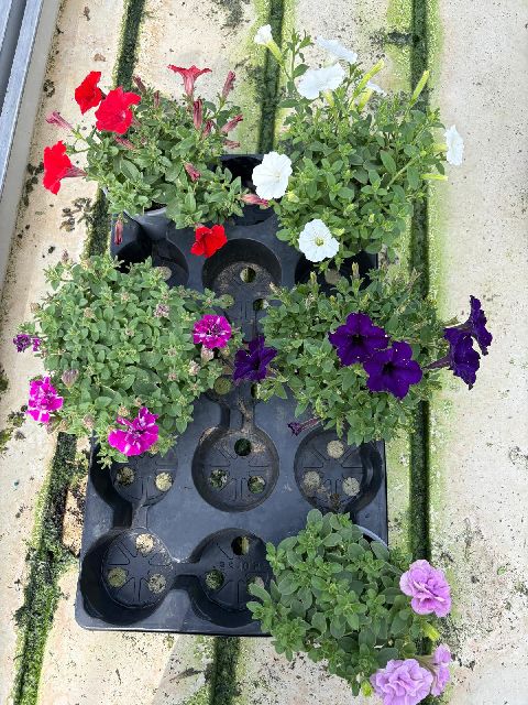 image produit PETUNIA SURFINIA D10.5