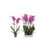 image produit PHALAENO 2T D12 ANTHURA JOHANN