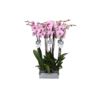 image produit PHALAENO 2T D12 ANTHURA WASHIN