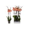 image produit PHALAENO 2T D12 CARIBBEAN DREA