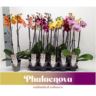 image produit PHALAENO 2T D12 FUNDA