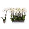 image produit PHALAENO 2T D12 WHITE WORLD
