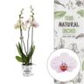 image produit PHALAENO 2T TBOHEMIAN GOYA D12