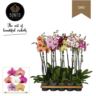 image produit PHALAENOPSIS 2T D12 MIX