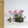image produit PHALAENOPSIS ELEGANT CASCADE