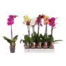 image produit PHALAENOPSIS MELANGE 5 COULEUR