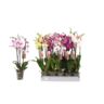 image produit PHALAENOPSIS MELANGE 7 COULEUR