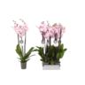 image produit PHALAENOPSIS ROSION