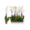 image produit PHALAENOPSIS 'WHITE WORLD 1 TI