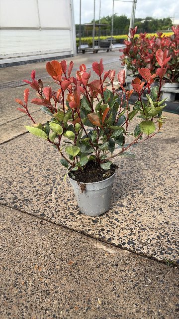 image produit PHOTINIA X FRASERI 'LITTLE RED