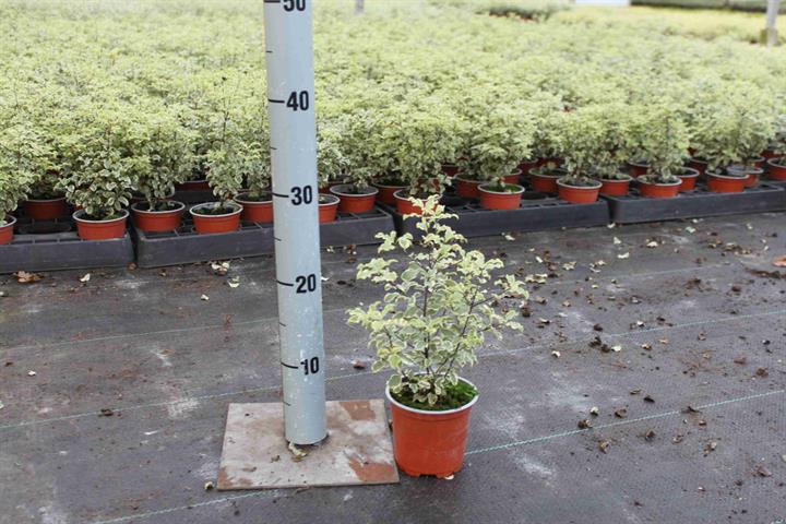 image produit PITTOSPORUM TEN. VARIEGATUM D1
