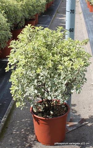 image produit PITTOSPORUM TEN. VARIEGATUM D2