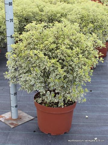 image produit PITTOSPORUM TEN. VARIEGATUM D2