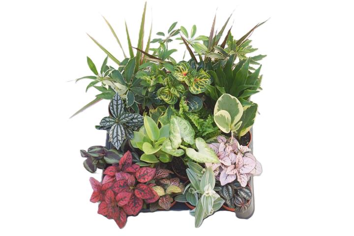 image produit PLANTES A BONBONNES D5.5