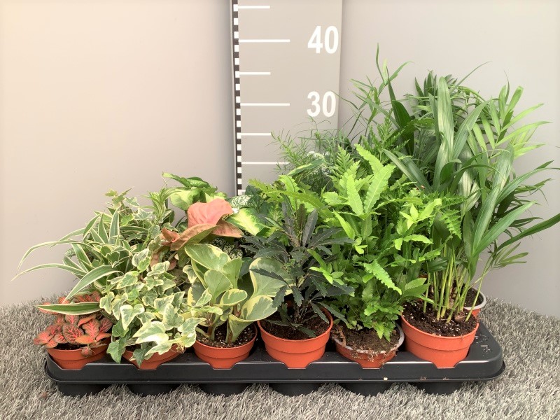 image produit PLANTES MIX