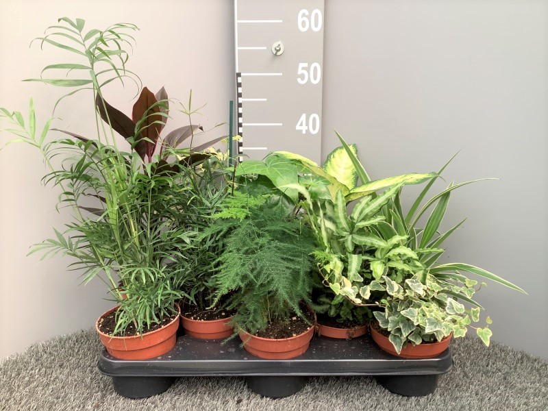 image produit PLANTES MIX D13
