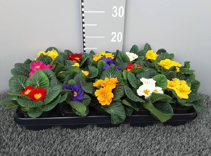 image produit PRIMULA (ACAULIS GRP) D10.5