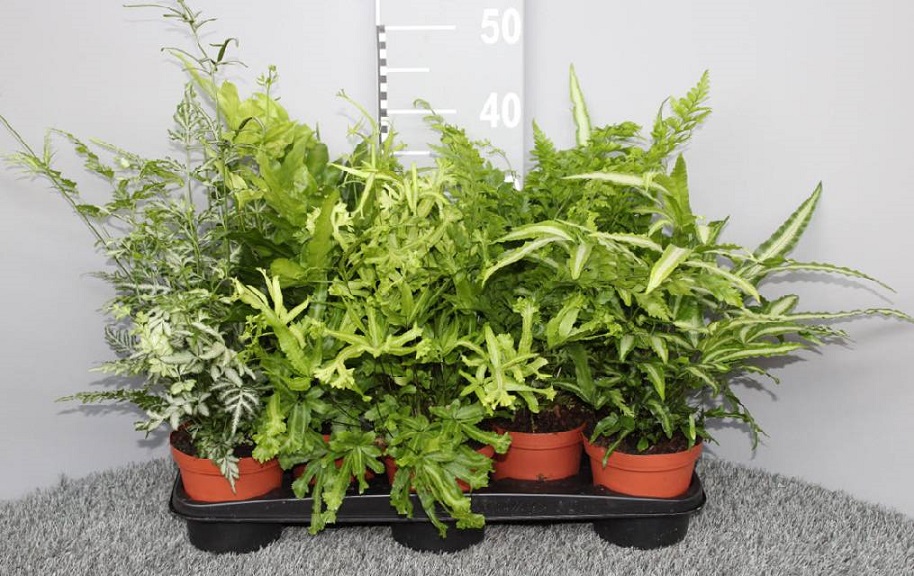 image produit PTERIS MELANGE D13