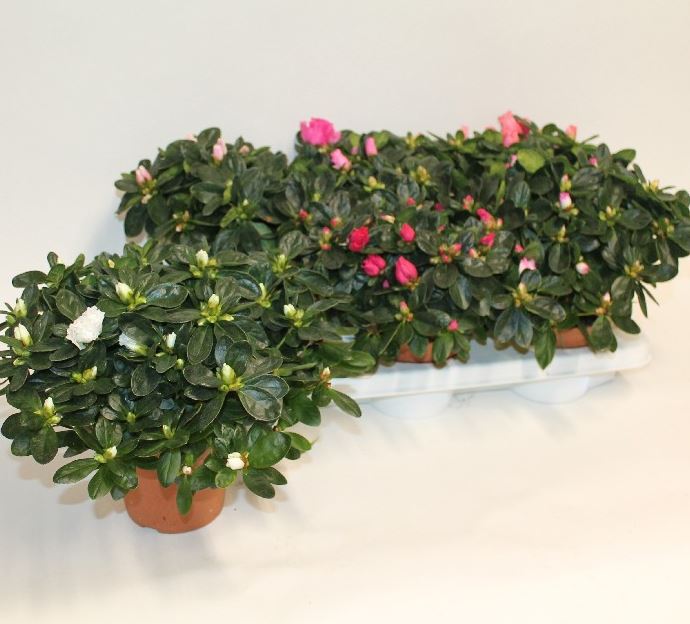 image produit AZALEE D13 MELANGE
