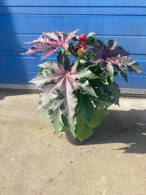 image produit RICINUS COMMUNIS D19