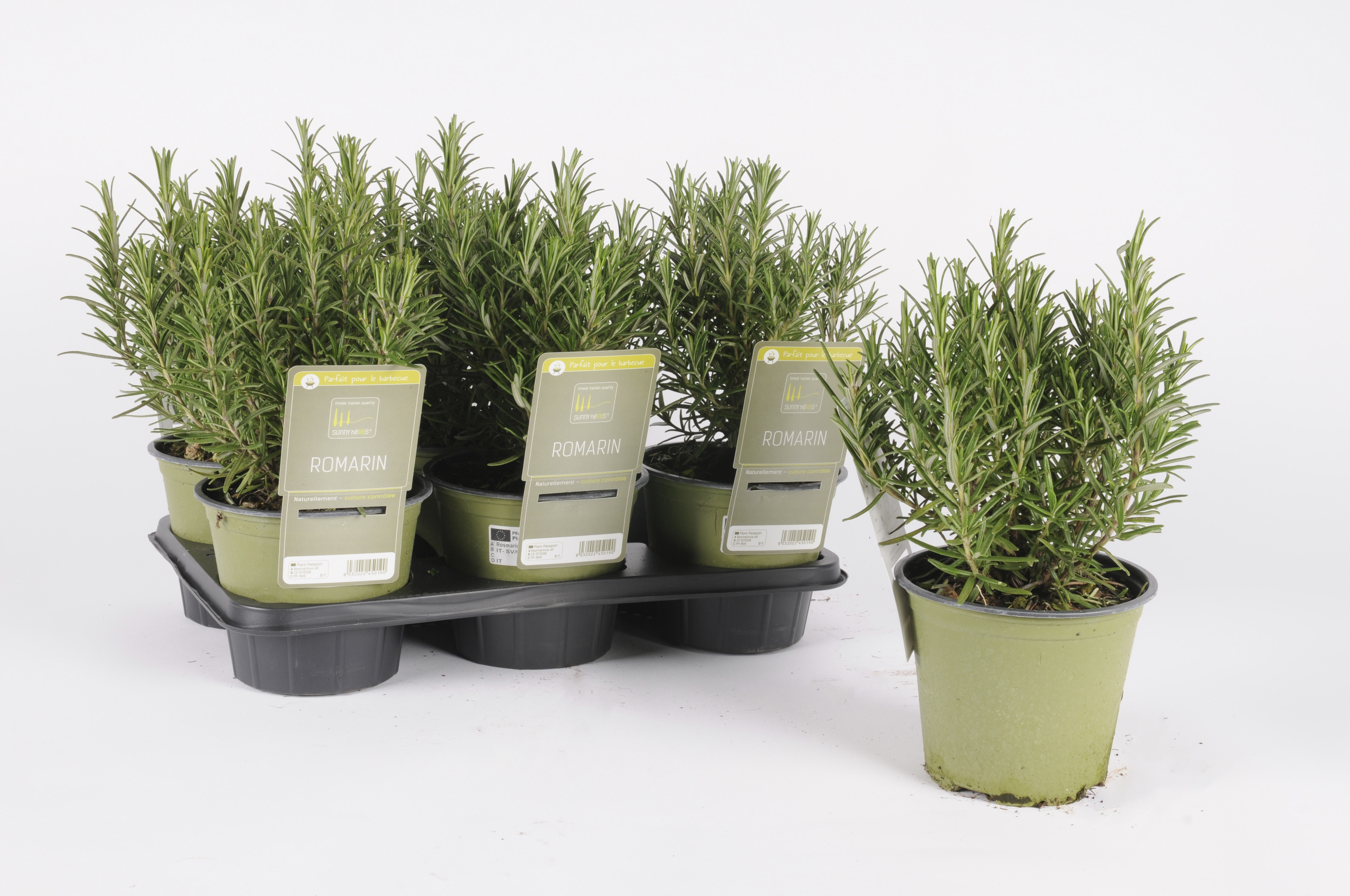 image produit ROMARIN 14 SUNNY HERBS