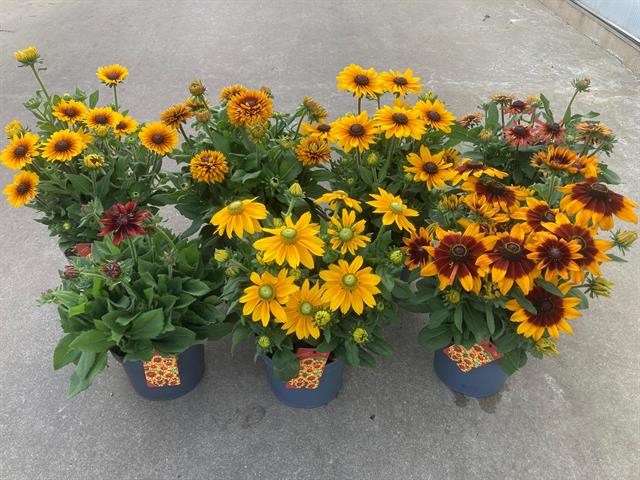 image produit RUDBECKIA AUTRE