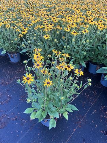 image produit RUDBECKIA FULGIDA 'LITTLE GOLD
