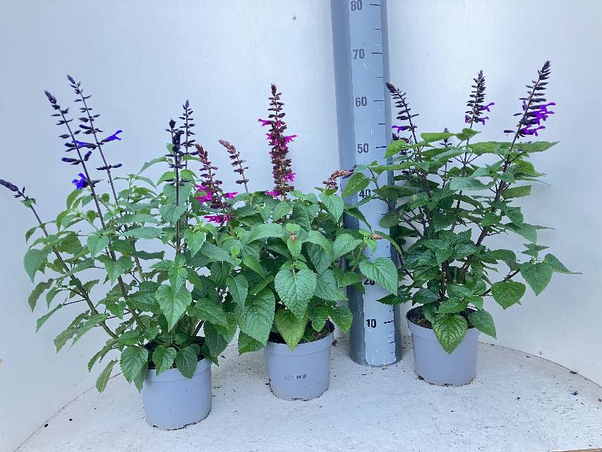 image produit SALVIA SALGOON MELANGE D17