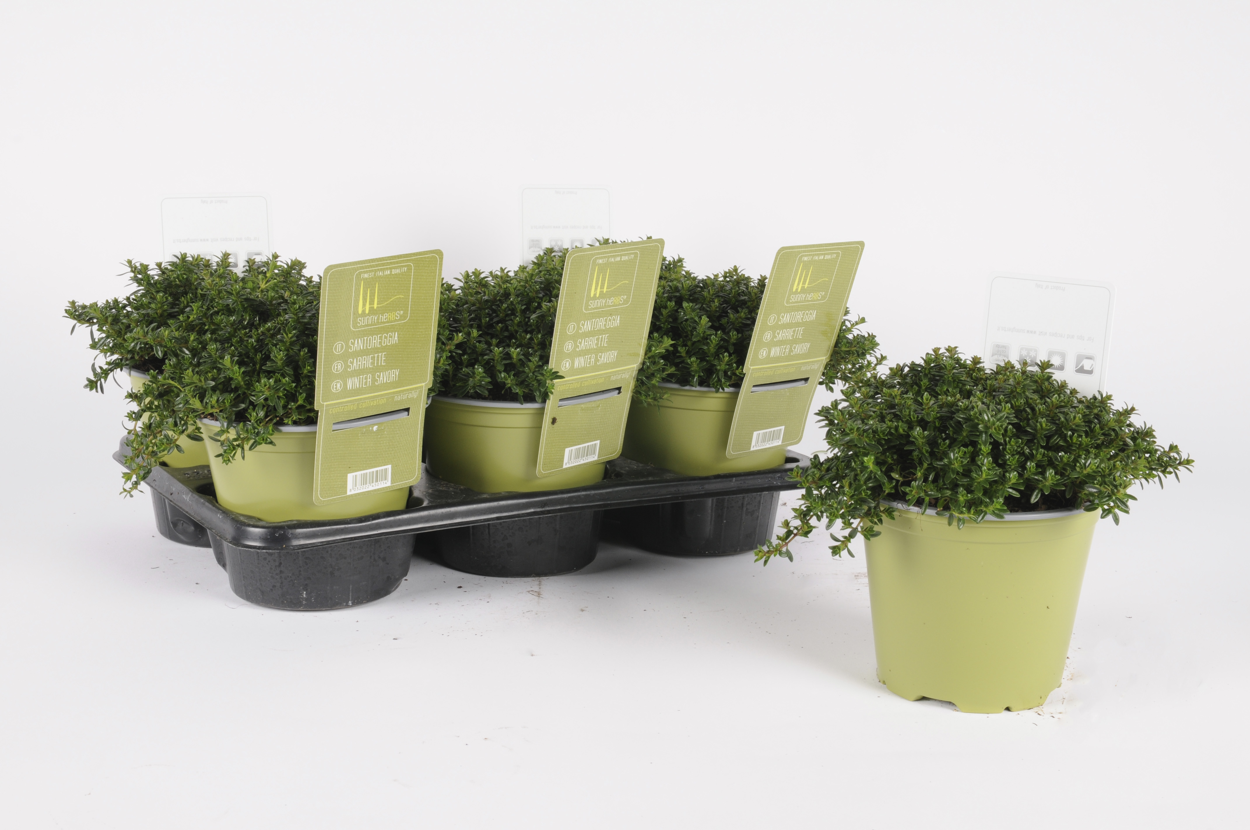 image produit SARRIETTE D14