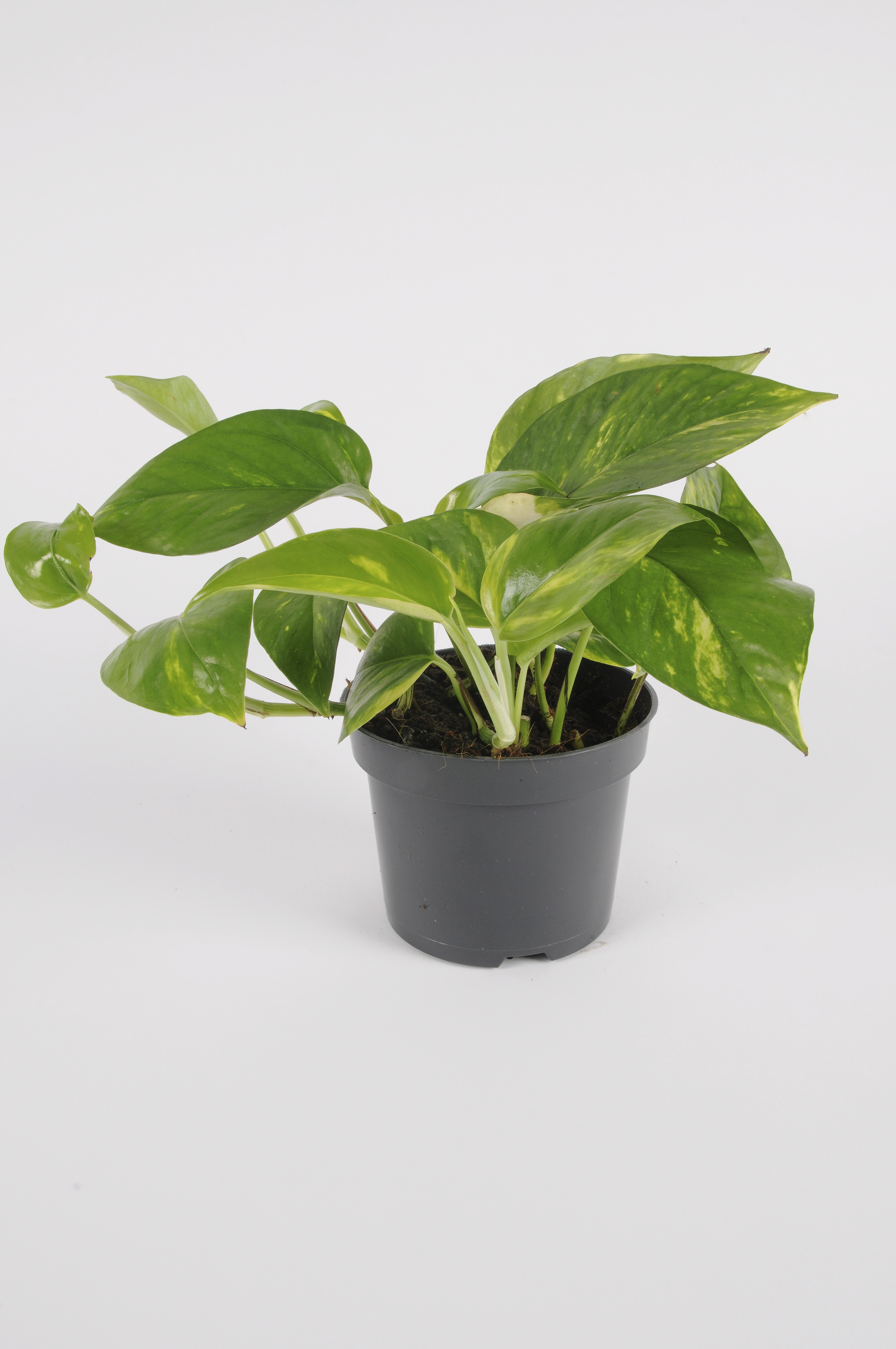 image produit SCINDAPSUS GOLDEN POTHOS D12
