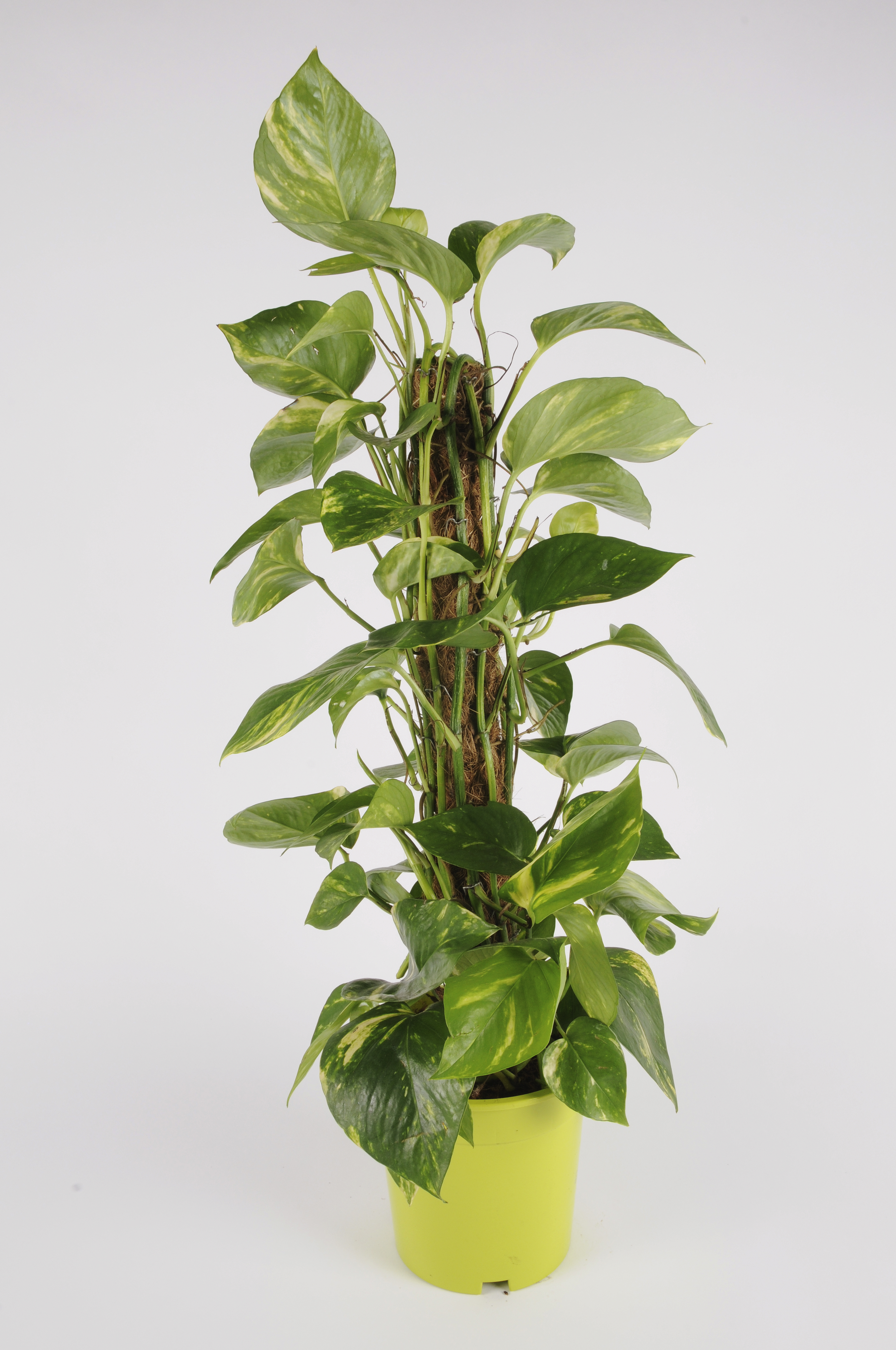 image produit SCINDAPSUS MELANGEE D19