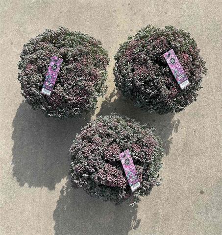 image produit SEDUM CAUTICOLA 'LIDAKENSE'