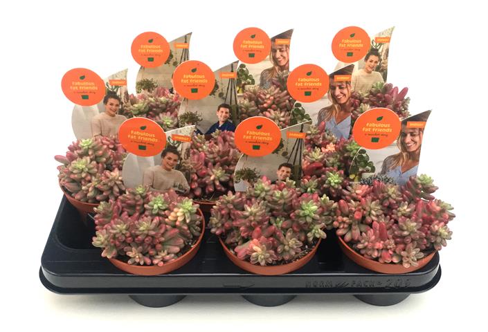 image produit SEDUM RUBROTINCTUM ROSEA D10.5