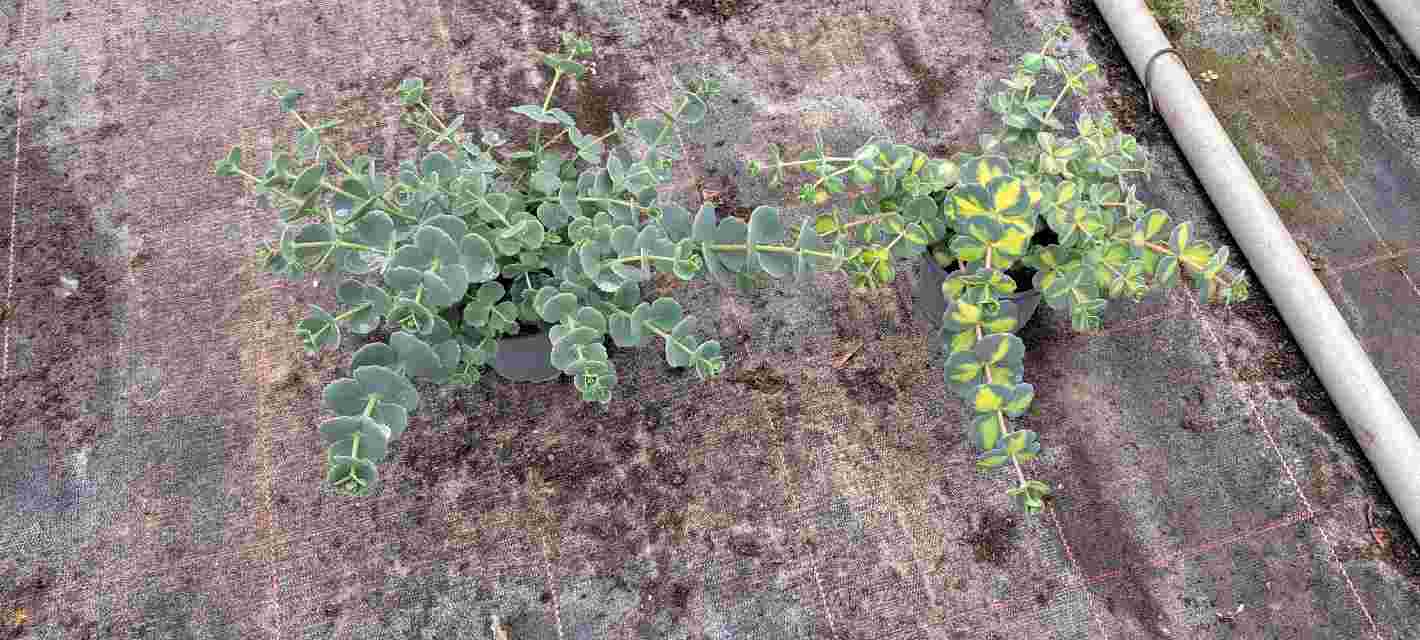 image produit SEDUM SIEBOLDII D10.5