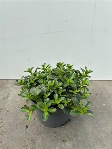 image produit SEDUM SPURIUM SPOT ON DEEP ROS