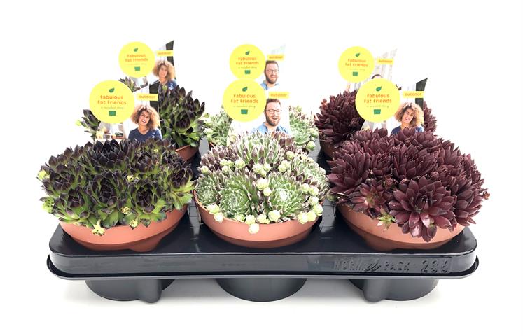 image produit SEMPERVIVUM AUTRE D13