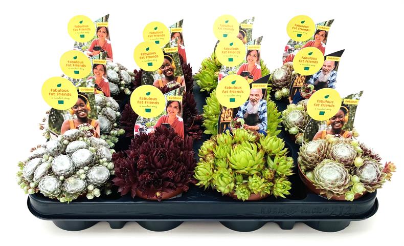 image produit SEMPERVIVUM AUTRE D8.5