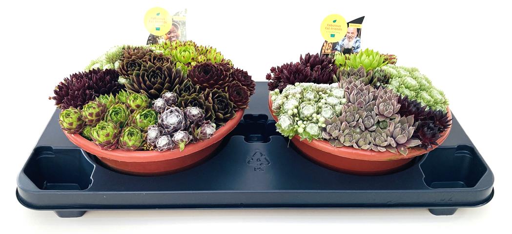 image produit SEMPERVIVUM COUPE TERRE D23