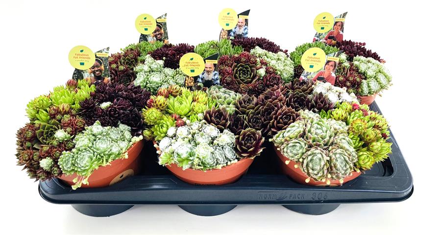 image produit SEMPERVIVUM QUATTRO D17
