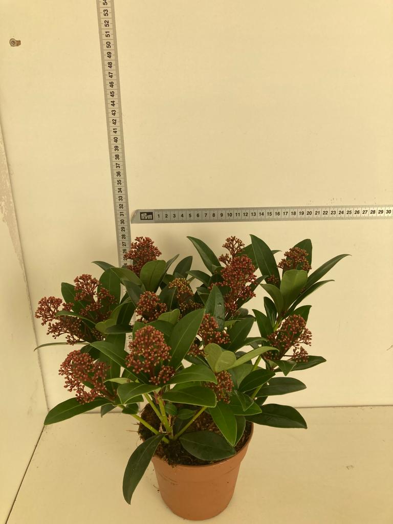 image produit SKIMMIA JAPONICA 'RUBELLA' D13