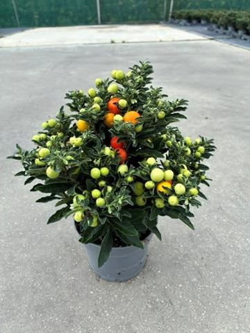 image produit SOLANUM PSEUDOCAPSICUM LIGHT T