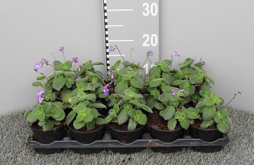 image produit STREPTOCARPUS D10.5