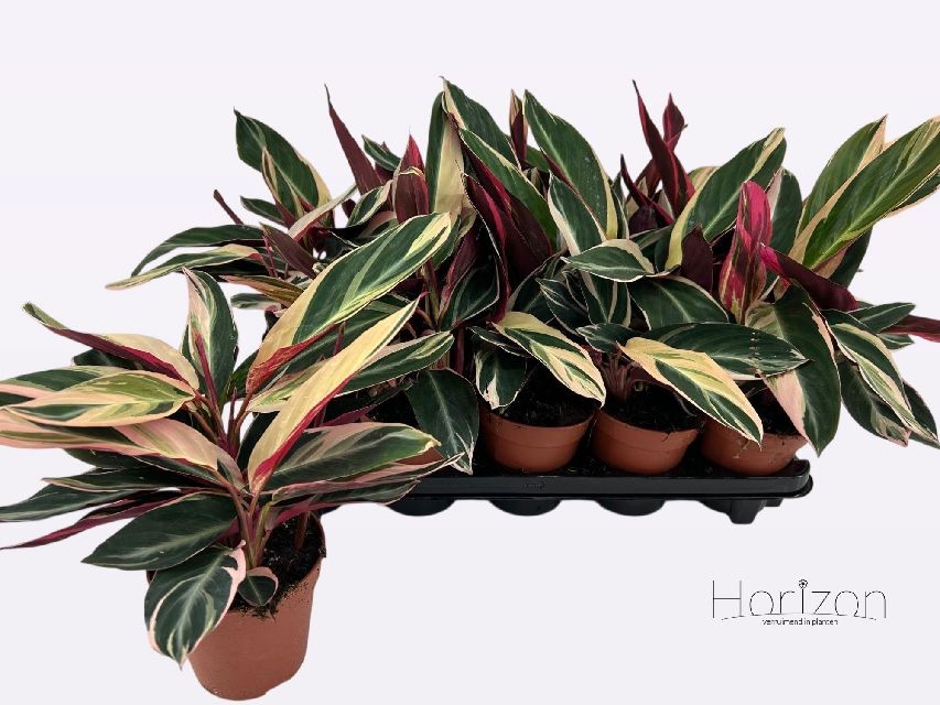 image produit STROMANTHE SANGUINEA 'TRIOSTAR